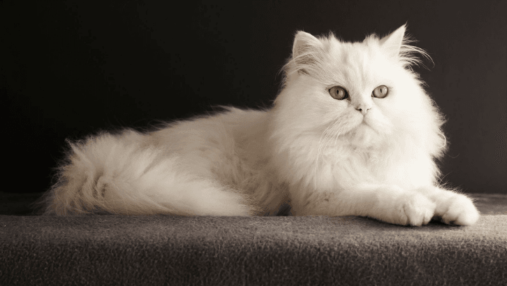 5 Cara Mengatasi Kucing Persia Tersedak